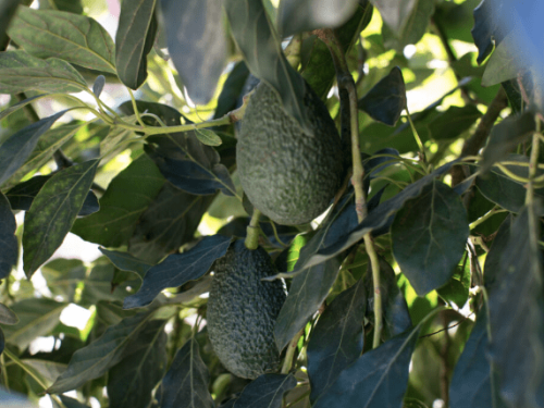 La industria del aguacate de California anticipa una temporada prometedora
