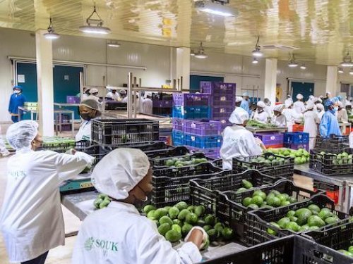 Ruanda avanza firme en la exportación de aguacates: una historia de éxito impulsada por la cooperación entre sectores