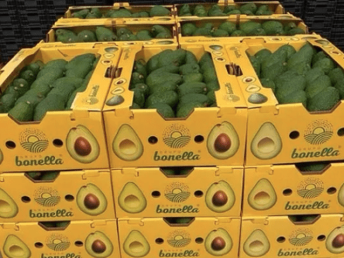Grupo Bonella expande su aguacate exclusivo Bonella en Europa
