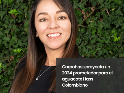 Corpohass proyecta un 2024 prometedor para el aguacate Hass Colombiano