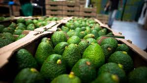 Productores de Jalisco prevén aumento de producción de aguacate pese a la sequía