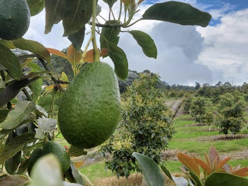 Colombia quedó como el tercer exportador de aguacate a Europa en el primer trimestre de 2024