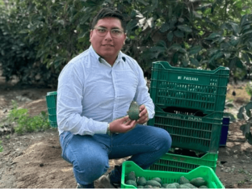El aguacate Hass: un cultivo clave en la agricultura responsable