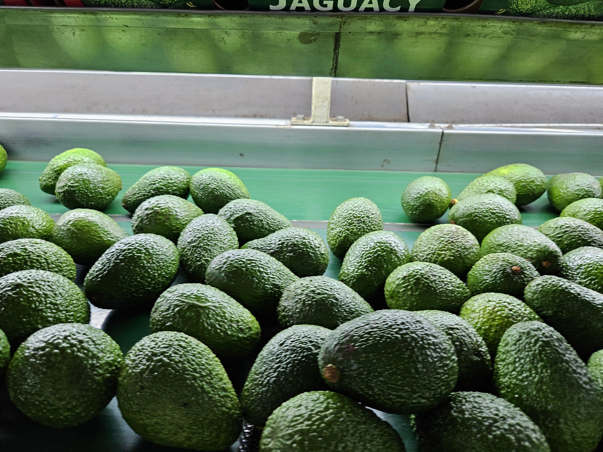 El aguacate de Brasil gana espacio en Europa, posicionándose con su sabor, pero enfrentando desafíos en sus características físicas.
