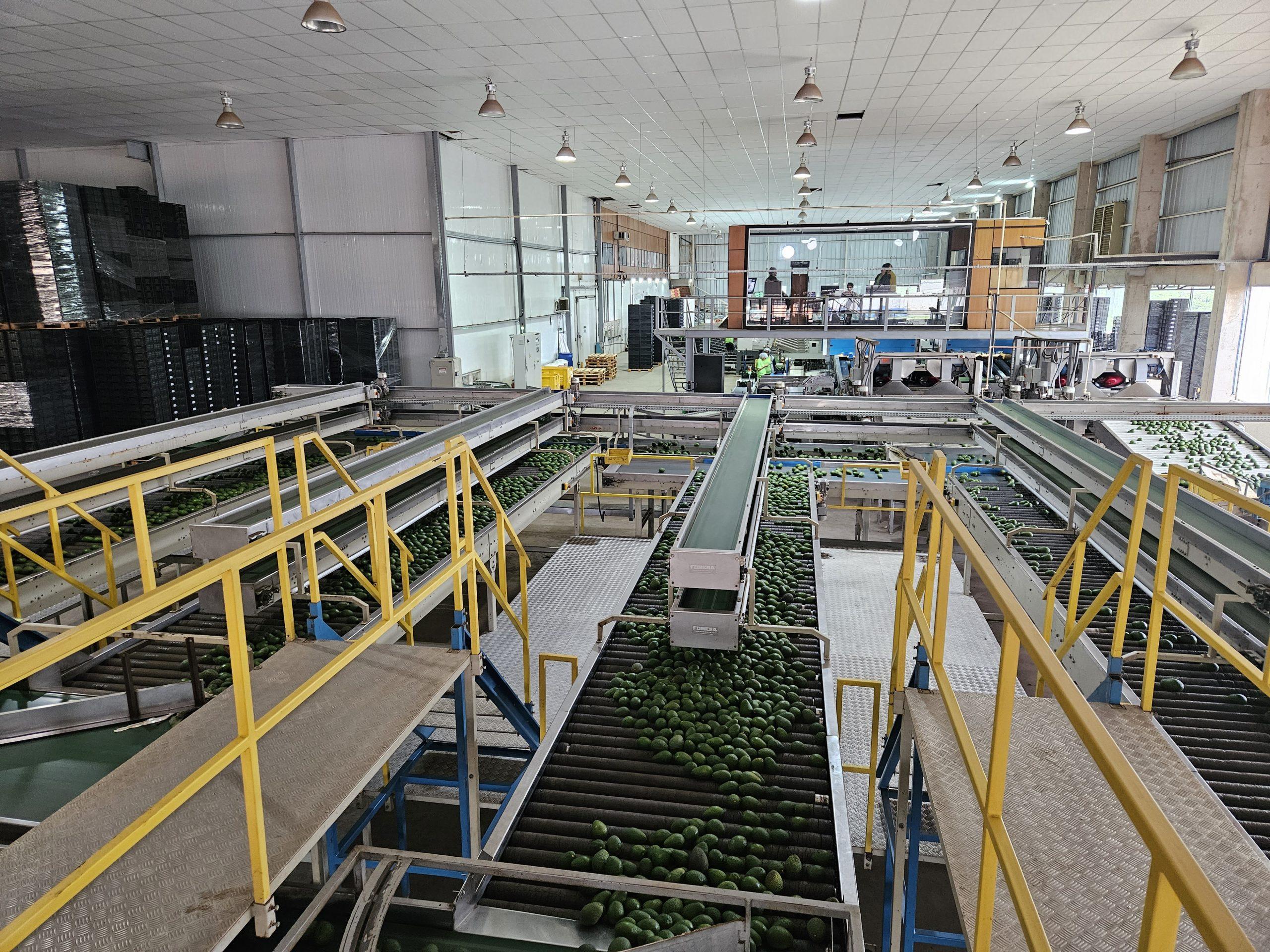 Paching de Jaguacy, que tiene una capacidad de productiva de 30 contenedores por semanas.