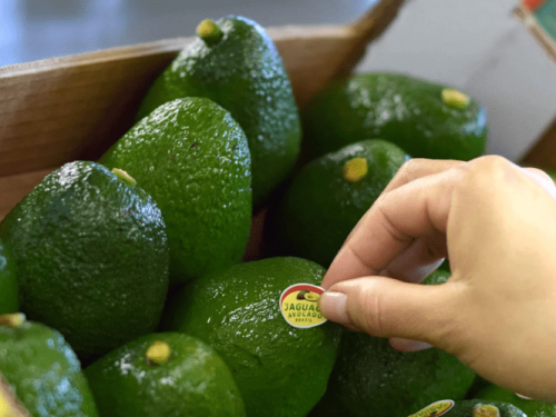 Tiago Falanghe Carvalho: “El potencial de crecimiento del aguacate Hass brasileño es muy grande”