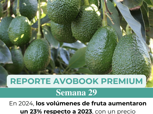 En Europa han crecido los volúmenes y los precios del aguacate al comparar la misma semana de 2024 y 2023