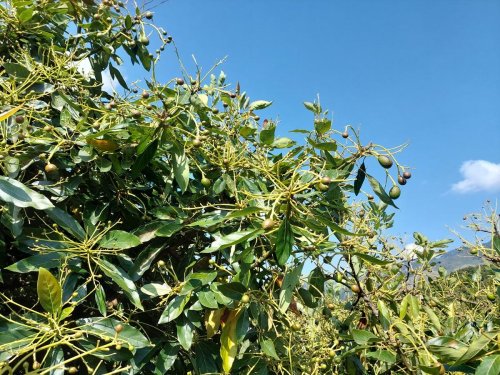 Aguacate Hass, novedad del mercado de carbono