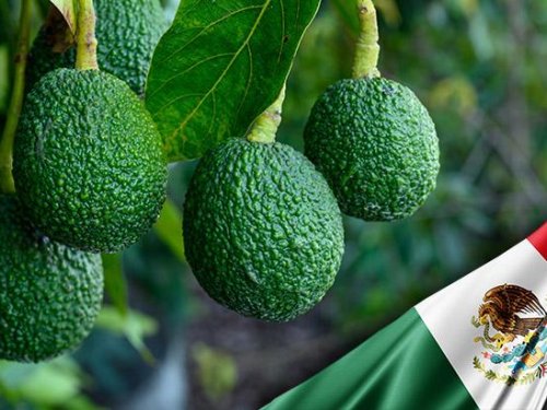 Baika México: Liderando la exportación de aguacates con innovación y calidad