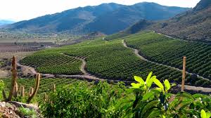 Exportación de aguacate chileno proyecta una temporada favorable