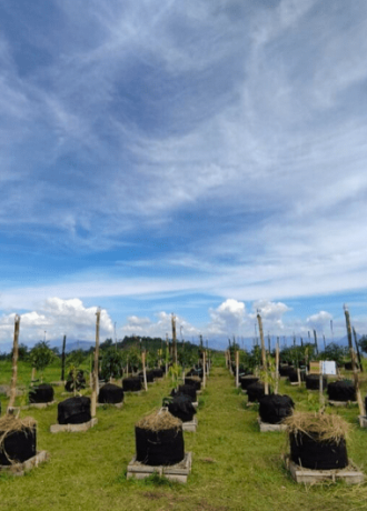 Avobook Premium Report w30