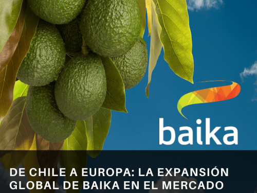 De Chile a Europa: La expansión global de Baika en el Mercado del aguacate