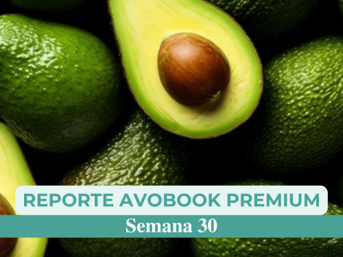Europa recibió un 20% menos de aguacate en comparación a la semana 30 del 2023