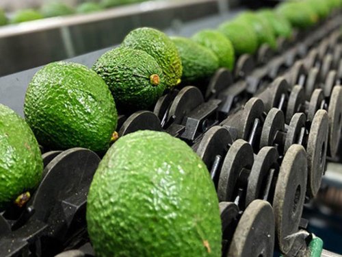 Chile comienza las exportaciones de aguacate Hass temporada 2024 - 2025