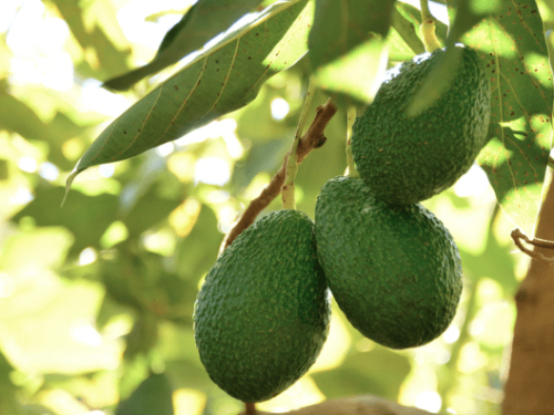 Brasil abre nuevas fronteras para el aguacate en Costa Rica
