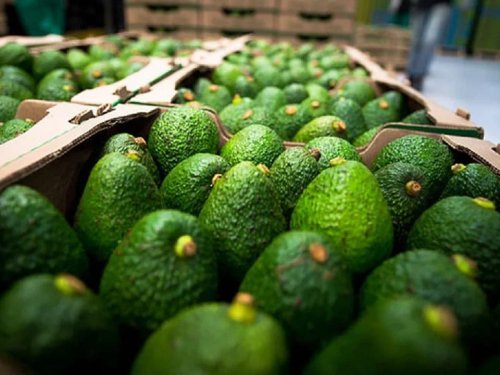 Crecimiento del mercado internacional del aguacate: Chile y Colombia en el escenario global