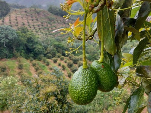 Aguacate Hass: La variedad que domina el mercado mundial de aguacates