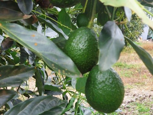 Productores de aguacate de Limatambo alcanzan exportaciones históricas en expo Perú Los Andes