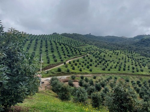 Aguacate colombiano se prepara para un posible crecimiento del 20% en su exportación al cierre del año