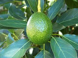Nueva Zelanda apuesta por el aguacate GEM™ para revitalizar su industria