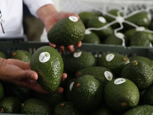 Aguacate de Guatemala se prepara para entrar a Estados Unidos en 2025