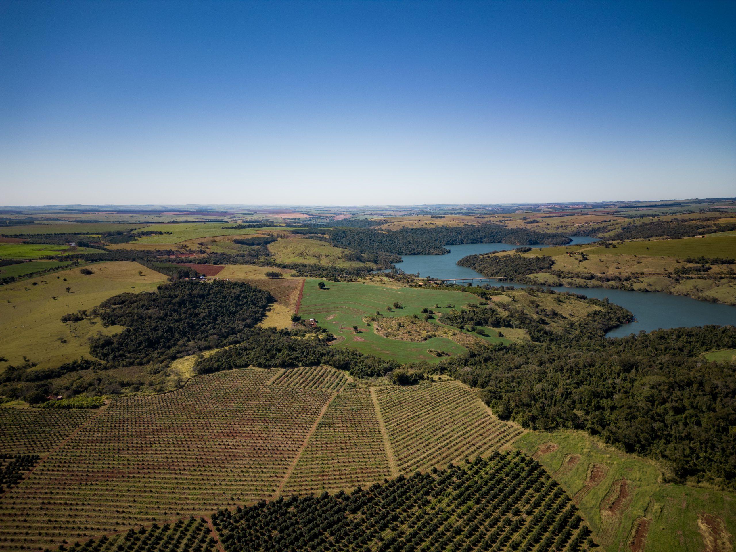 La producción de aguacate sigue creciendo en Brasil. La imagen muestra los cultivos de Carlini Avocados, en el estado de Sao Paulo.