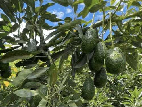 El aguacate gana terreno en Castellón y la Comunitat Valenciana como alternativa al cultivo de cítricos