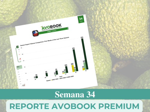 Chile partió su temporada anticipadamente pero el frío ha frenado su volumen de aguacate