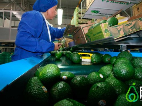 Perú enfrenta desafíos climáticos en la producción de aguacate