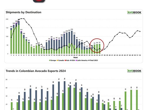 Fluctuación en las exportaciones de aguacate colombiano: Estados Unidos y Europa en la mira
