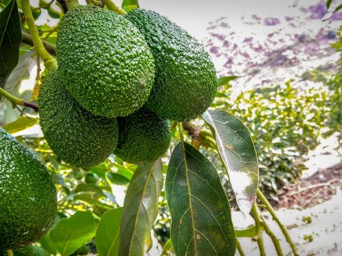 La cosecha de aguacate en California supera las expectativas, con una fuerte demanda hacia el cierre de temporada