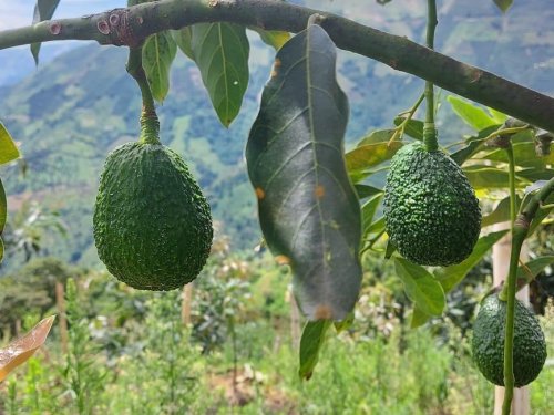 Exportaciones de aguacate colombiano a EE.UU. se triplican en el primer semestre de 2024