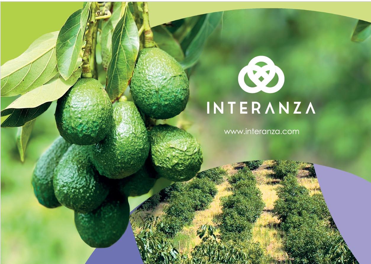 Producción de aguacates de exportación de Interanza, en la Sierra ecuatoriana.