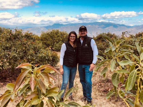 Exportación de Aguacates en Ecuador: una estrategia basada en la calidad y la apertura de nuevos mercados