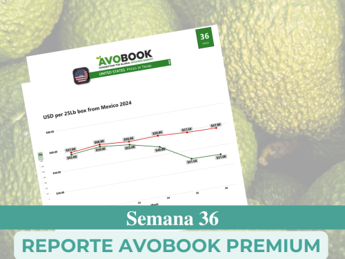Semana 36: Despegue lento pero seguro para la fruta chilena e importadores asegurando fruta en Europa
