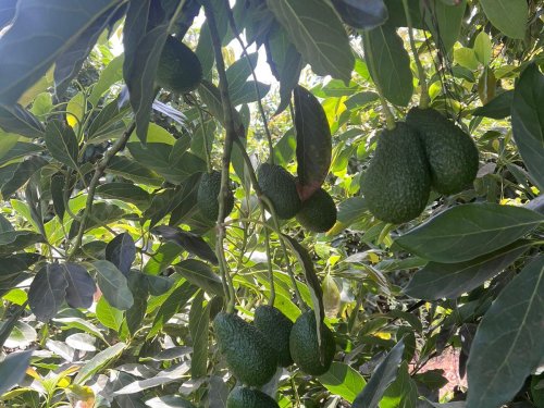 La poda estratégica en huertos de aguacate: clave para la productividad y longevidad del árbol