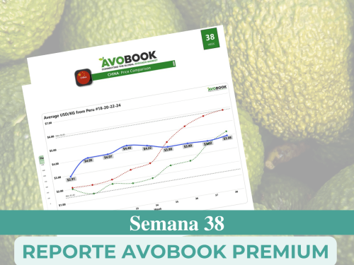 Se proyectan seis semanas de buenos precios para el aguacate en Europa
