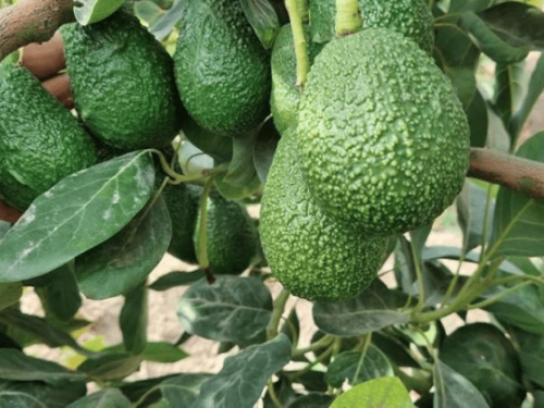 Expectativas de una cosecha récord de aguacate en California para 2025: El impacto de las lluvias y nuevas plantaciones