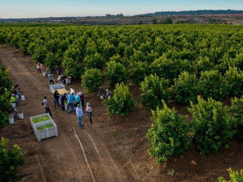 Proyecciones de la fruta chilena en Baika: crecimiento y oportunidades