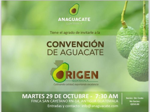 Convención Origen Guatemala: Innovación y excelencia en la producción de aguacate Hass