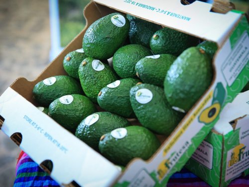 El ascenso del aguacate Hass guatemalteco y su proyección hacia mercados internacionales