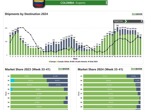 Aguacates de Colombia en alza progresiva