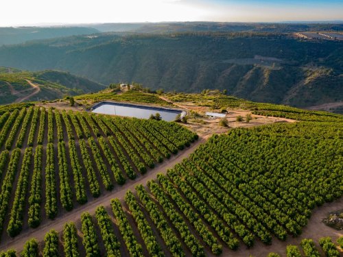 Desafíos en la producción de aguacates en Chile, Perú y Colombia