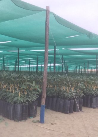 Avobook Premium Report w43