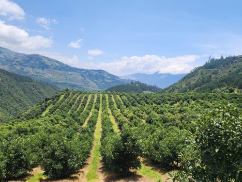 Colombia seguirá aprovechando las oportunidades para los aguacates de calibre pequeño en Europa