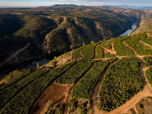 Proyecciones del consumo de aguacate en el mundo