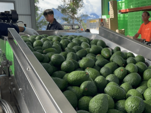 Aguacate chino: un mercado en crecimiento con enfoque en calidad y sostenibilidad