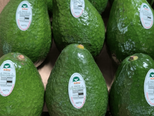 Aguacate dominicano de piel verde conquista mercados internacionales
