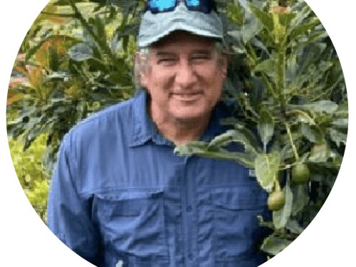 La ansiedad de la cuaja en Hass: Campaña peruana 2024