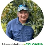 La ansiedad de la cuaja en Hass: Campaña peruana 2024